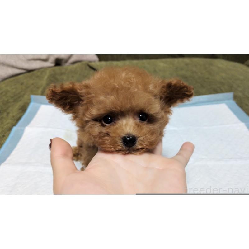 販売中の茨城県のティーカッププードル-431940の5枚目