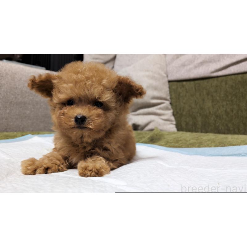 販売中の茨城県のティーカッププードル-431940の4枚目