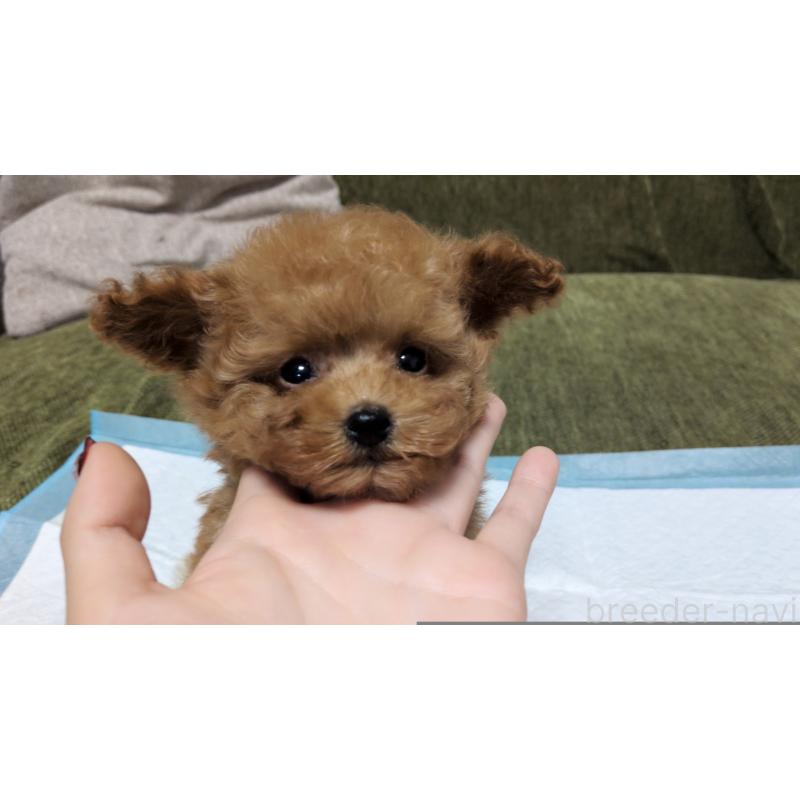 販売中の茨城県のティーカッププードル-431940の2枚目