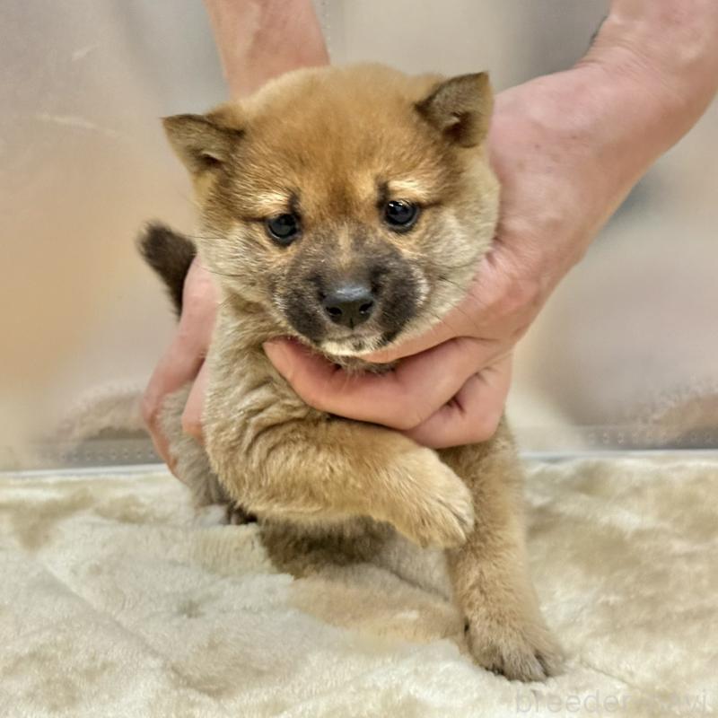 販売中の千葉県の豆柴-431941の5枚目