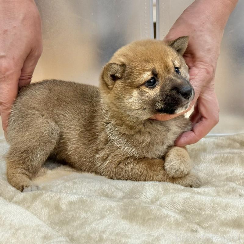 販売中の千葉県の豆柴-431941の3枚目