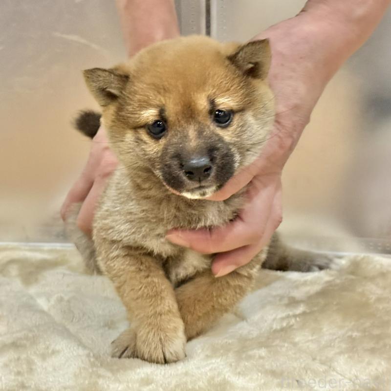 販売中の千葉県の豆柴-431941