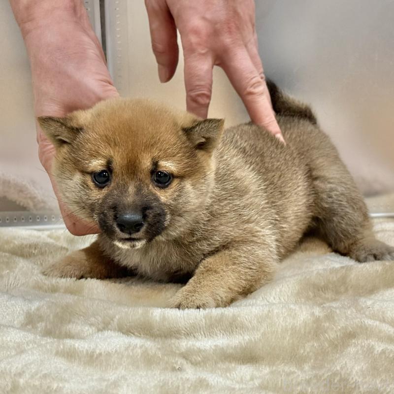 販売中の千葉県の豆柴-431941の2枚目
