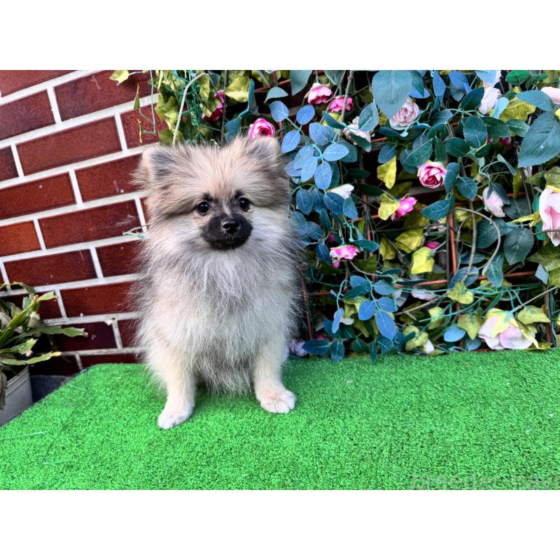 販売中の茨城県のポメラニアン-411672の2枚目