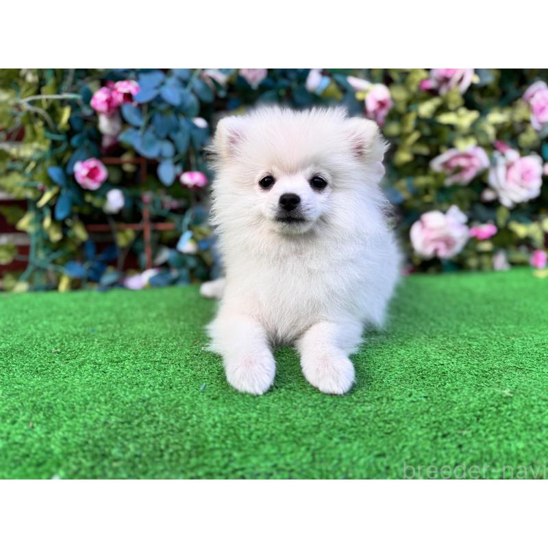 販売中の茨城県のポメラニアン-410151の3枚目