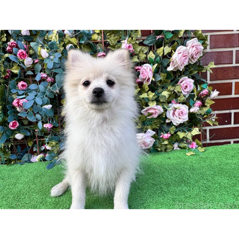 販売中の茨城県のポメラニアン-410151の2枚目