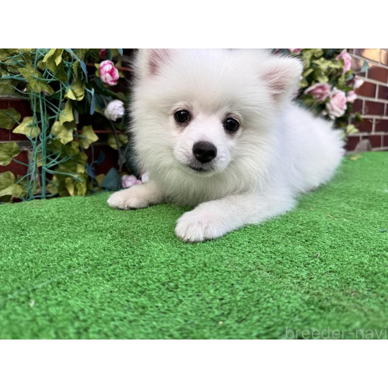 販売中の茨城県のポメラニアン-416319の2枚目