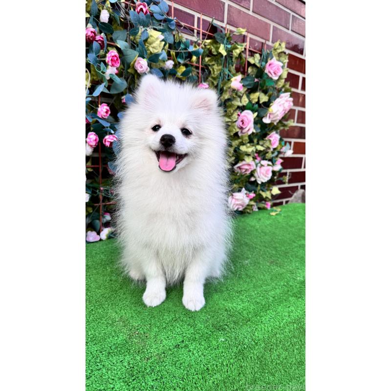 販売中の茨城県のポメラニアン-411670の2枚目