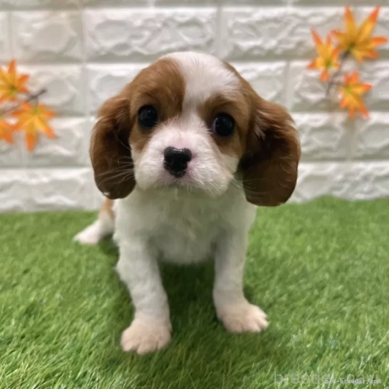 販売中の愛知県のキャバリアキングチャールズスパニエル-427125