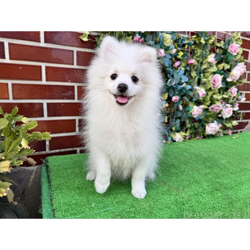 商談中の茨城県のポメラニアン-416320の3枚目