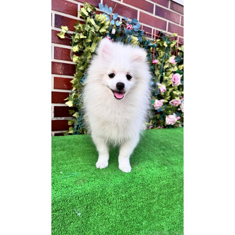 商談中の茨城県のポメラニアン-416320の2枚目