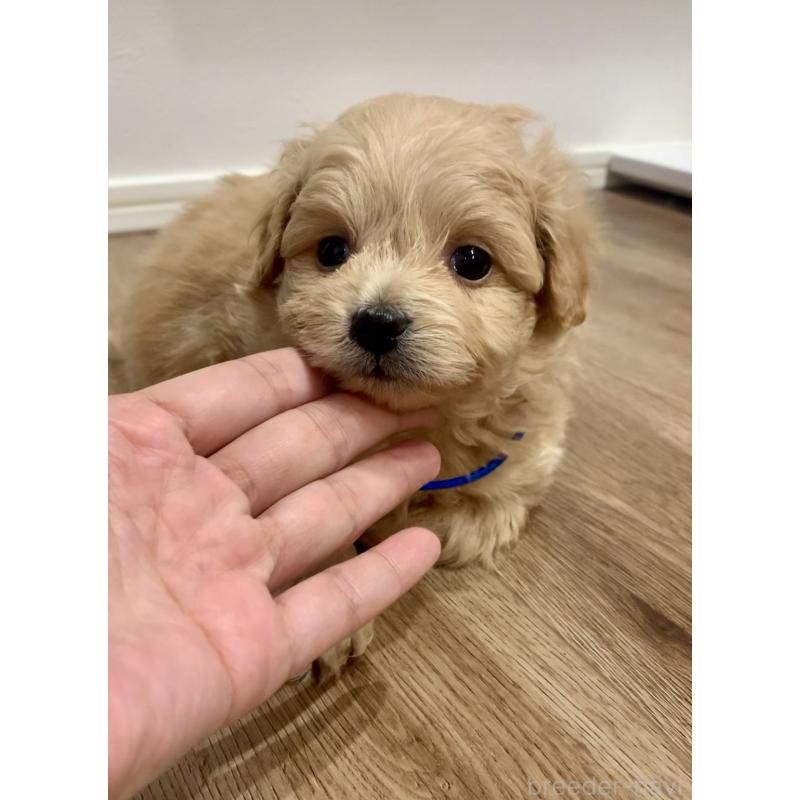 販売中の滋賀県のポメプー:ポメラニアン×トイプードル-431942の5枚目