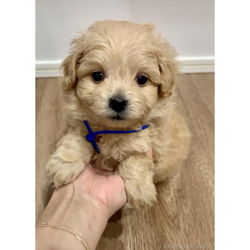 販売中の滋賀県のポメプー:ポメラニアン×トイプードル-431942の4枚目