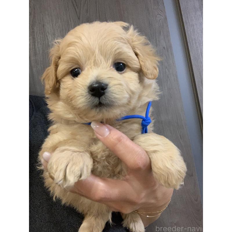 販売中の滋賀県のポメプー:ポメラニアン×トイプードル-431942の3枚目