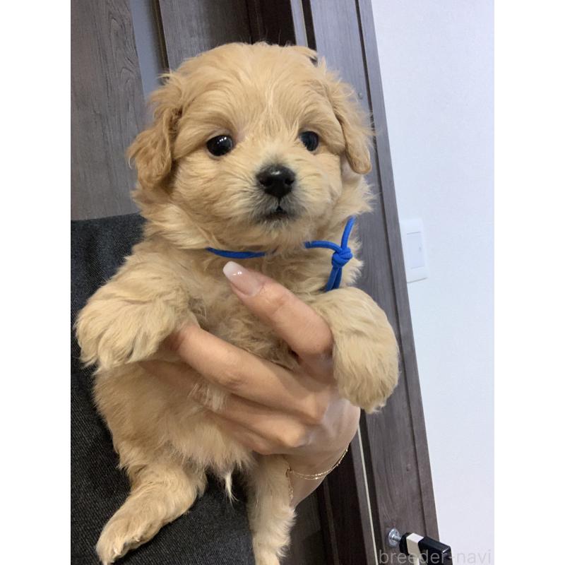 販売中の滋賀県のポメプー:ポメラニアン×トイプードル-431942の2枚目