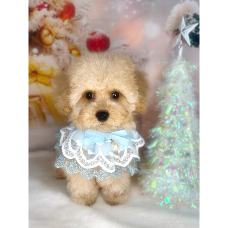 成約済の埼玉県のティーカッププードル-421987の3枚目