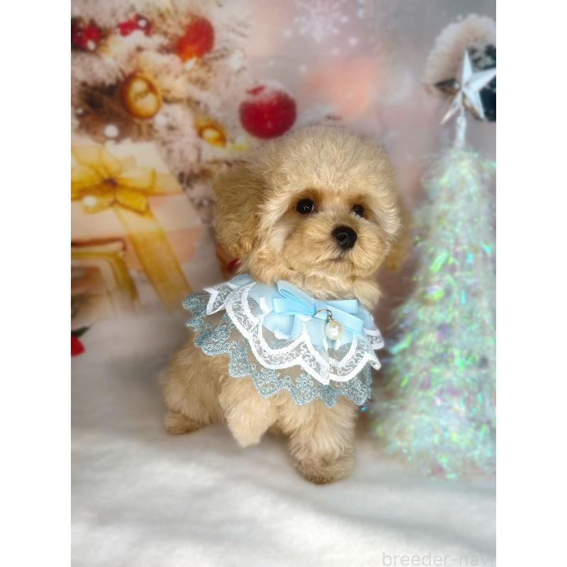 成約済の埼玉県のティーカッププードル-421987の2枚目