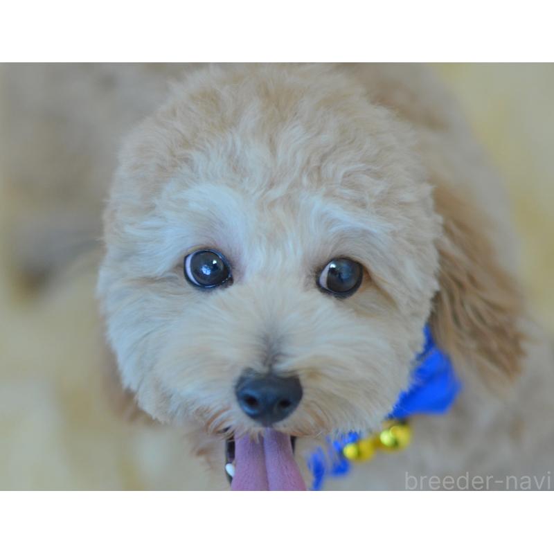 販売中の埼玉県のミックス犬-392914の8枚目