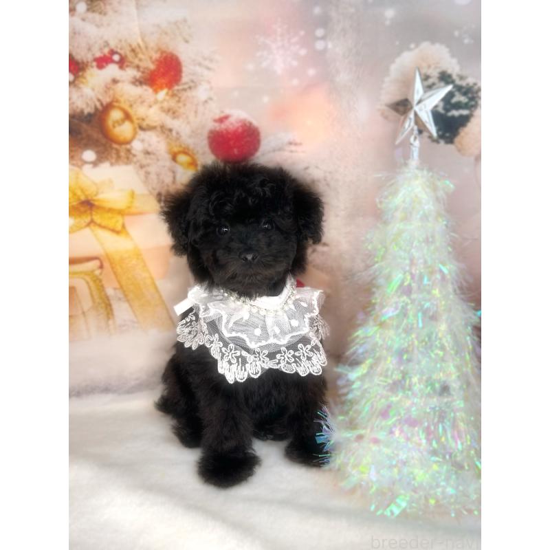 販売中の埼玉県のティーカッププードル-427352の2枚目