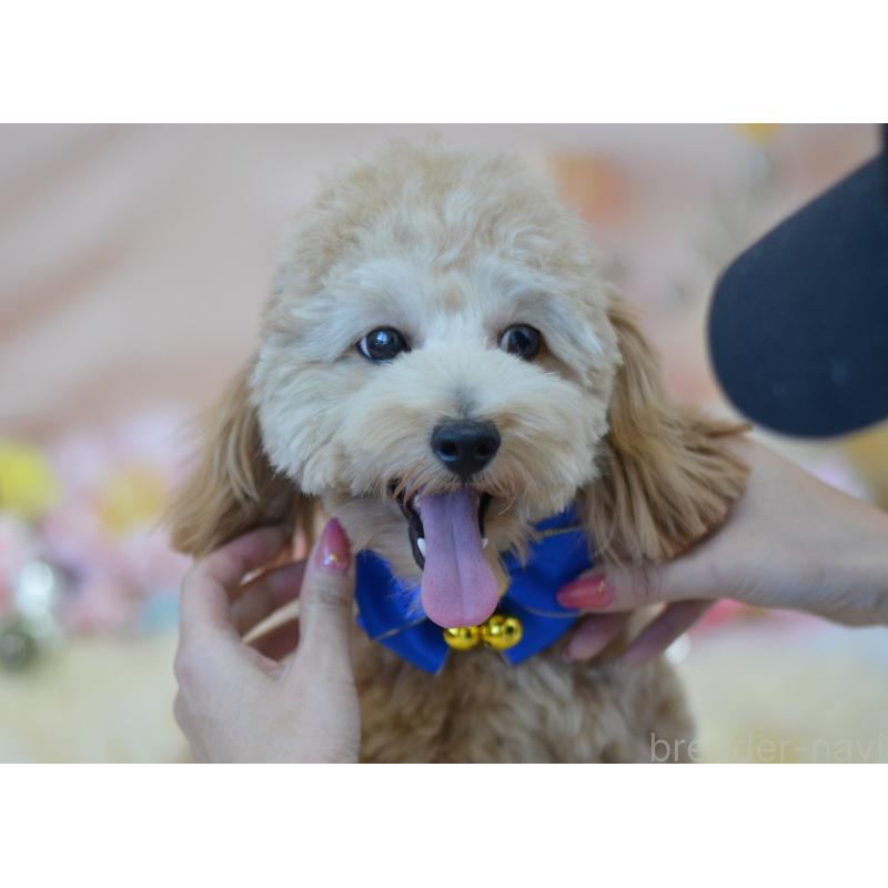 販売中の埼玉県のミックス犬-392914の7枚目