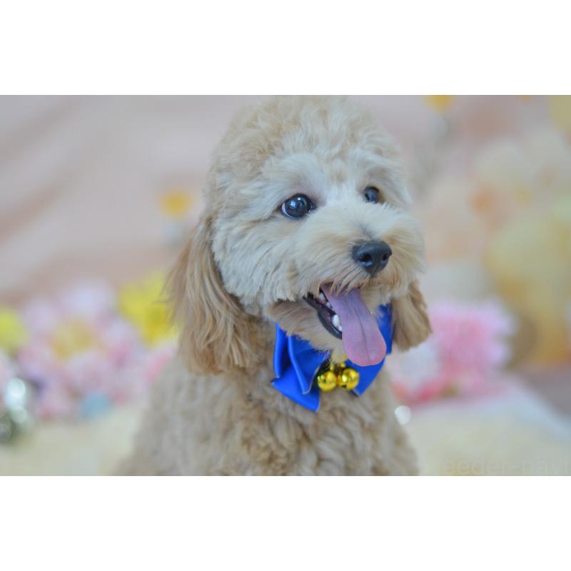 販売中の埼玉県のミックス犬-392914の6枚目