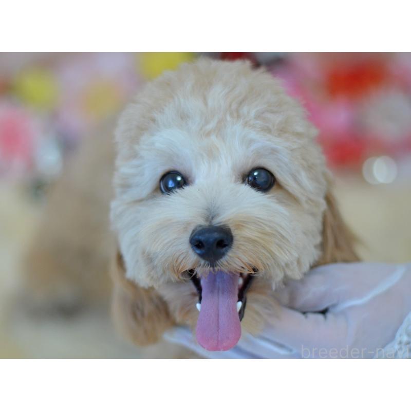 販売中の埼玉県のミックス犬-392914の5枚目