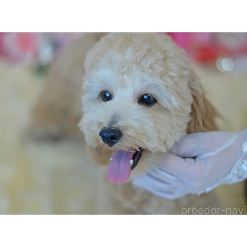 販売中の埼玉県のミックス犬-392914の4枚目