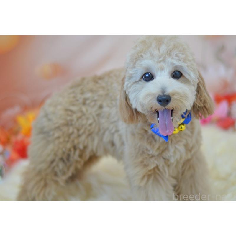 販売中の埼玉県のミックス犬-392914の3枚目