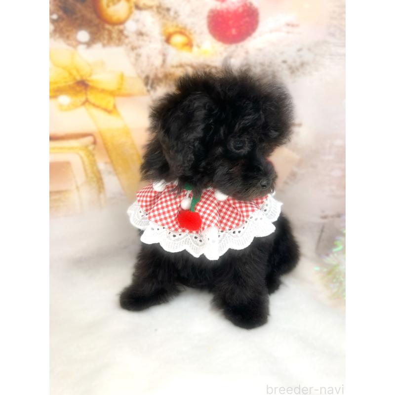 販売中の埼玉県のティーカッププードル-427353の3枚目