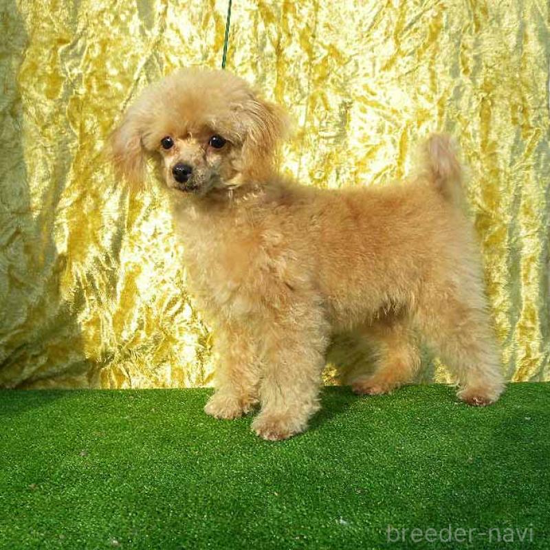 販売中の群馬県のティーカッププードル-393945