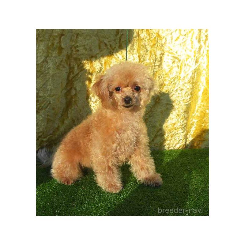 販売中の群馬県のティーカッププードル-393945の5枚目