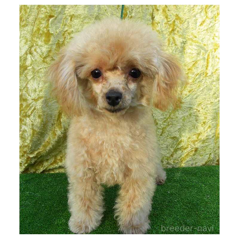 販売中の群馬県のティーカッププードル-393945の3枚目