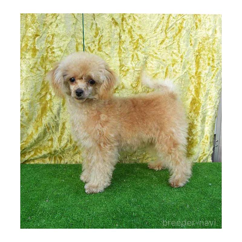 販売中の群馬県のティーカッププードル-393945の2枚目