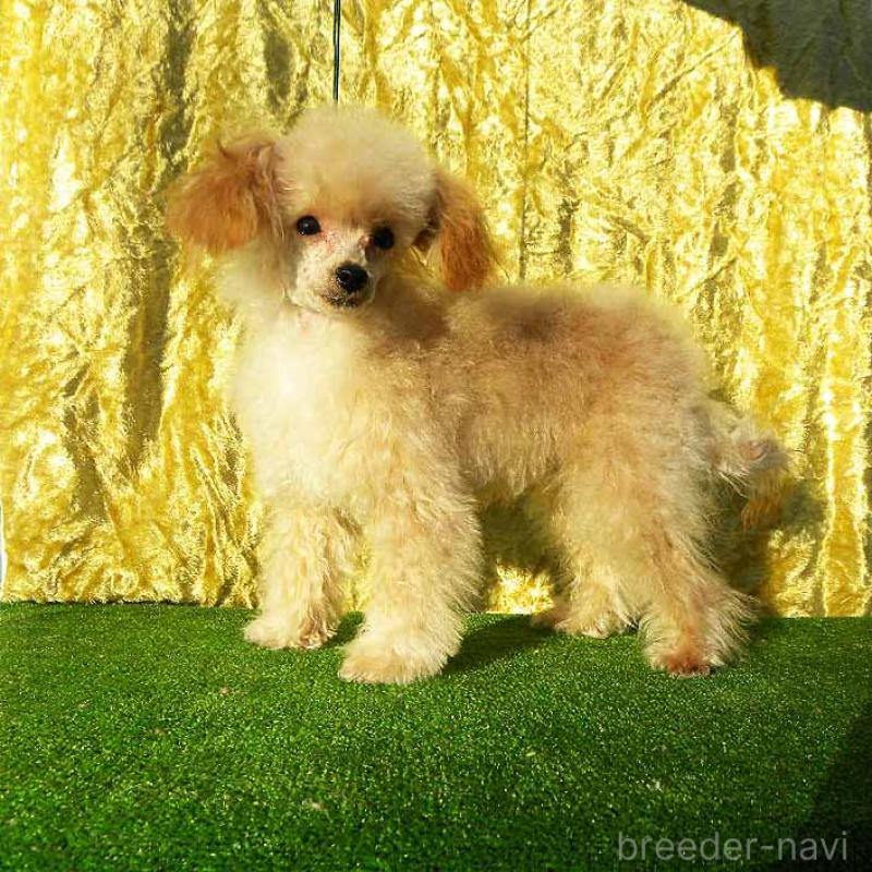 販売中の群馬県のティーカッププードル-393943