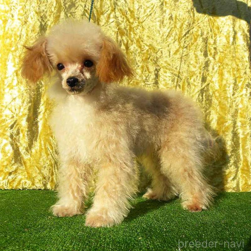 販売中の群馬県のティーカッププードル-393943の6枚目