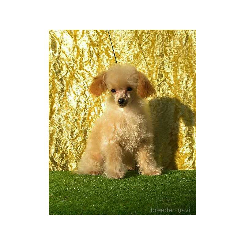 販売中の群馬県のティーカッププードル-393943の5枚目