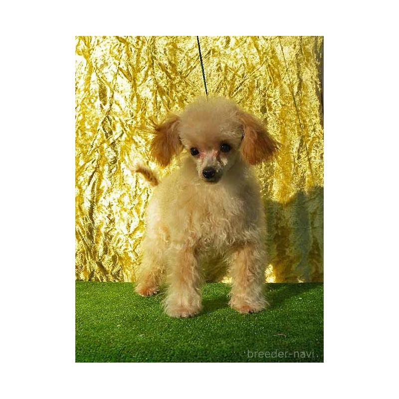 販売中の群馬県のティーカッププードル-393943の4枚目