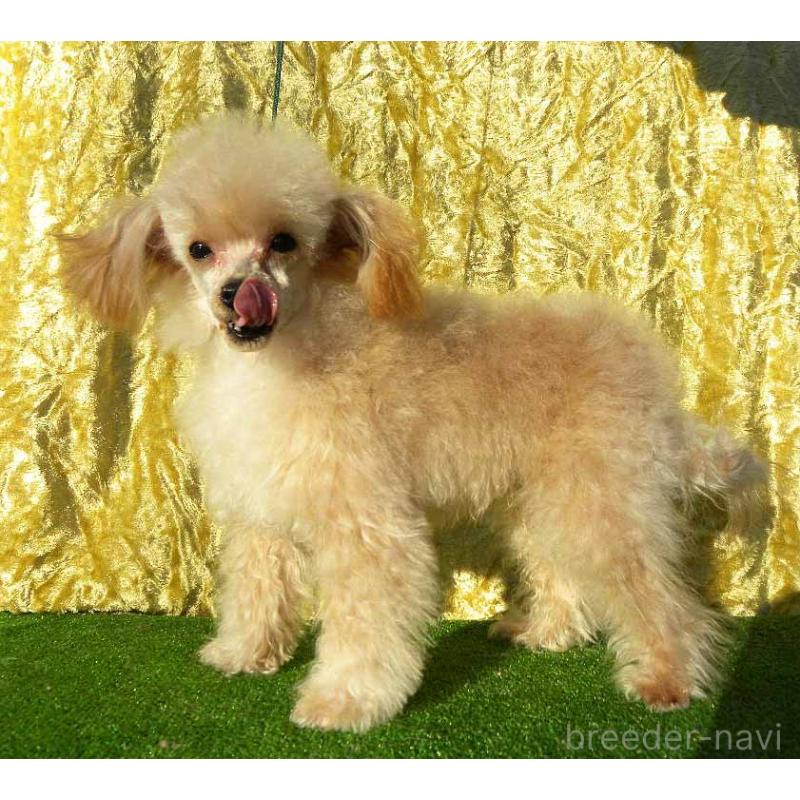 販売中の群馬県のティーカッププードル-393943の3枚目