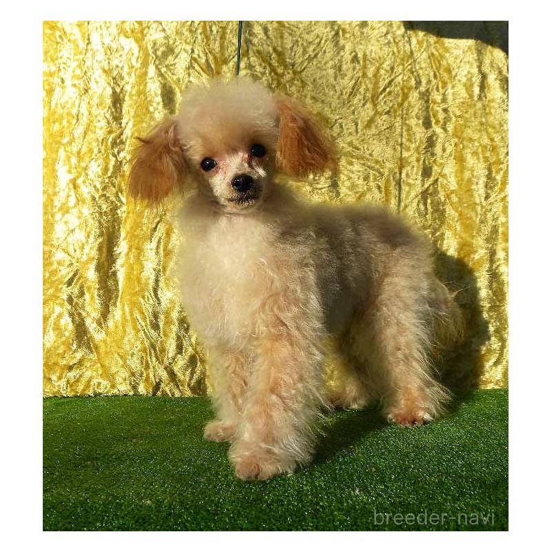 販売中の群馬県のティーカッププードル-393943の2枚目