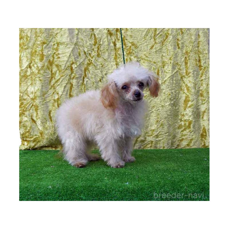 販売中の群馬県のティーカッププードル-393942の5枚目