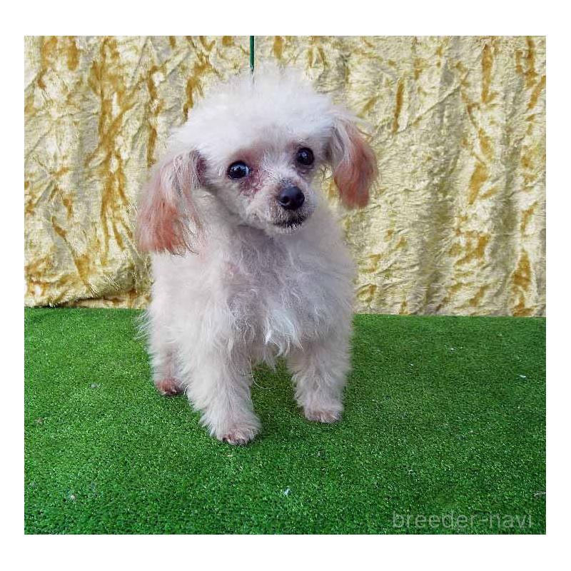 販売中の群馬県のティーカッププードル-393942の4枚目