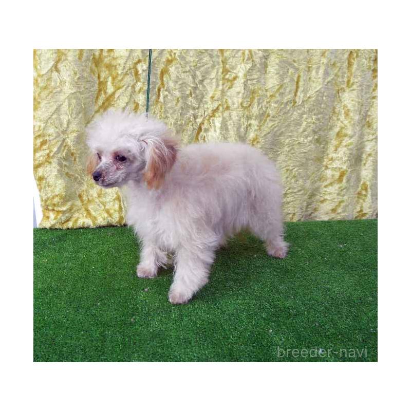 販売中の群馬県のティーカッププードル-393942の3枚目