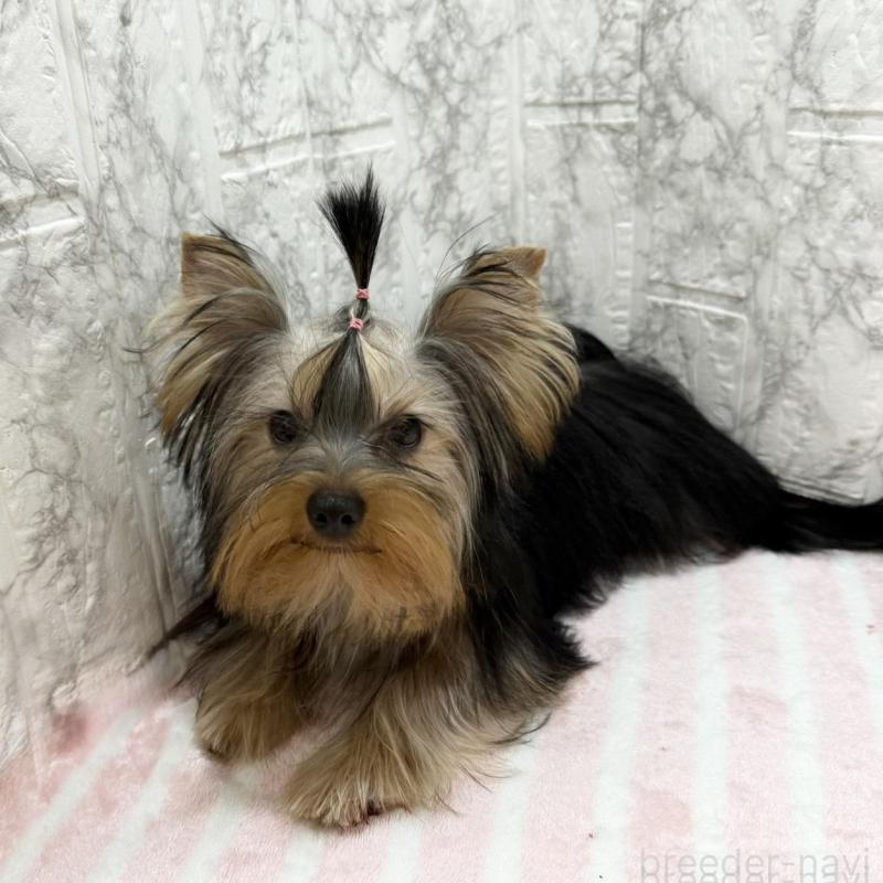 販売中の埼玉県のヨークシャーテリア-431946の6枚目