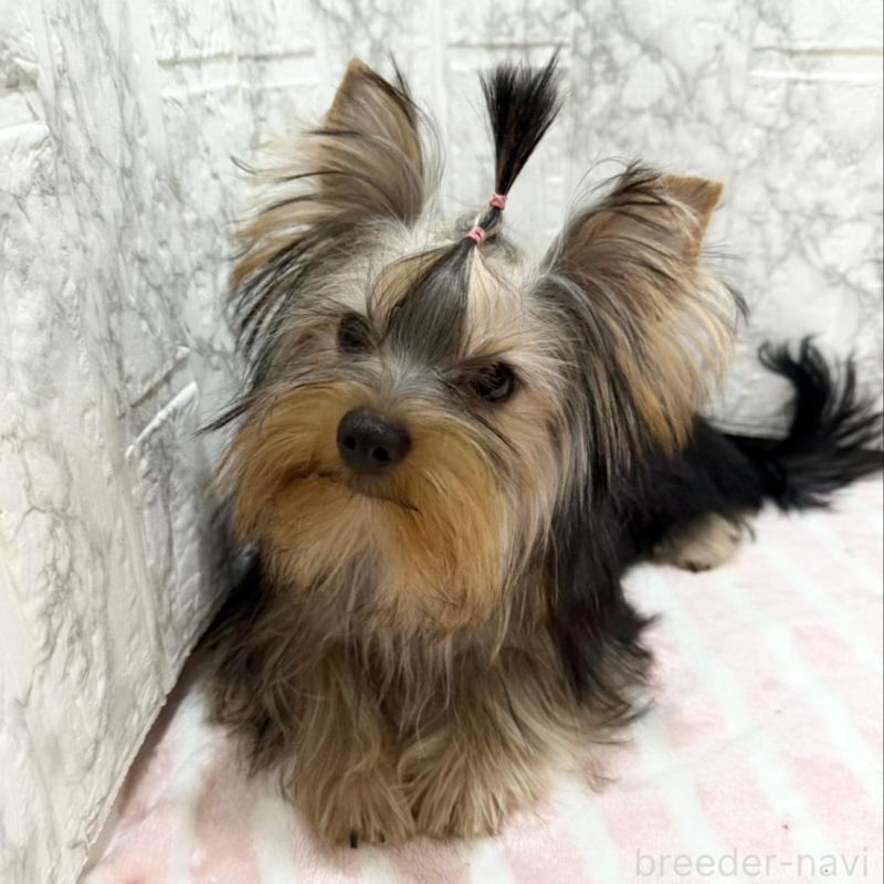 販売中の埼玉県のヨークシャーテリア-431946の5枚目