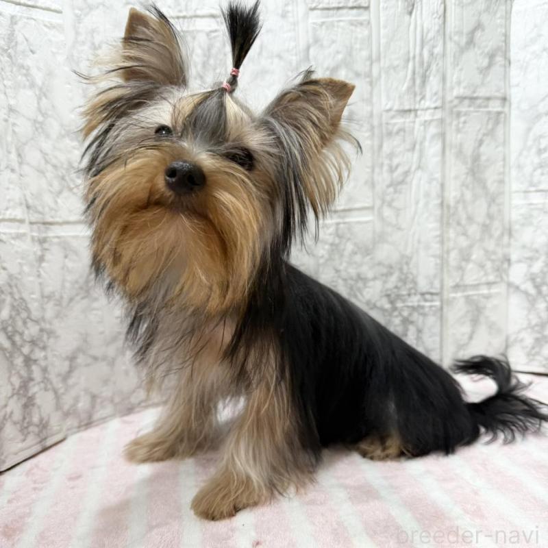 販売中の埼玉県のヨークシャーテリア-431946の4枚目