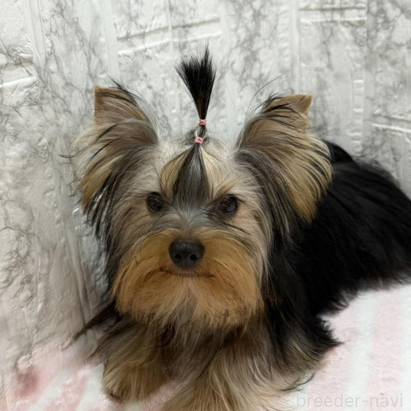 販売中の埼玉県のヨークシャーテリア-431946の3枚目