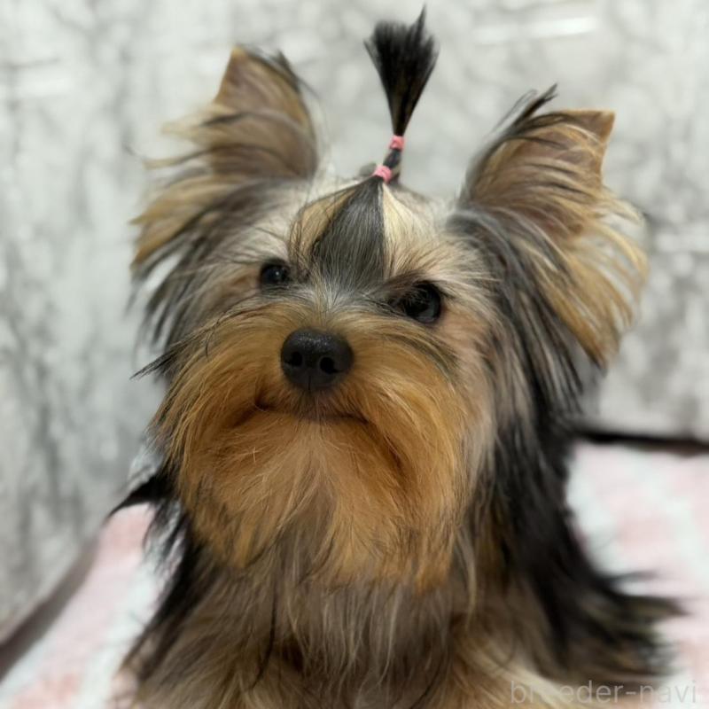 販売中の埼玉県のヨークシャーテリア-431946の2枚目