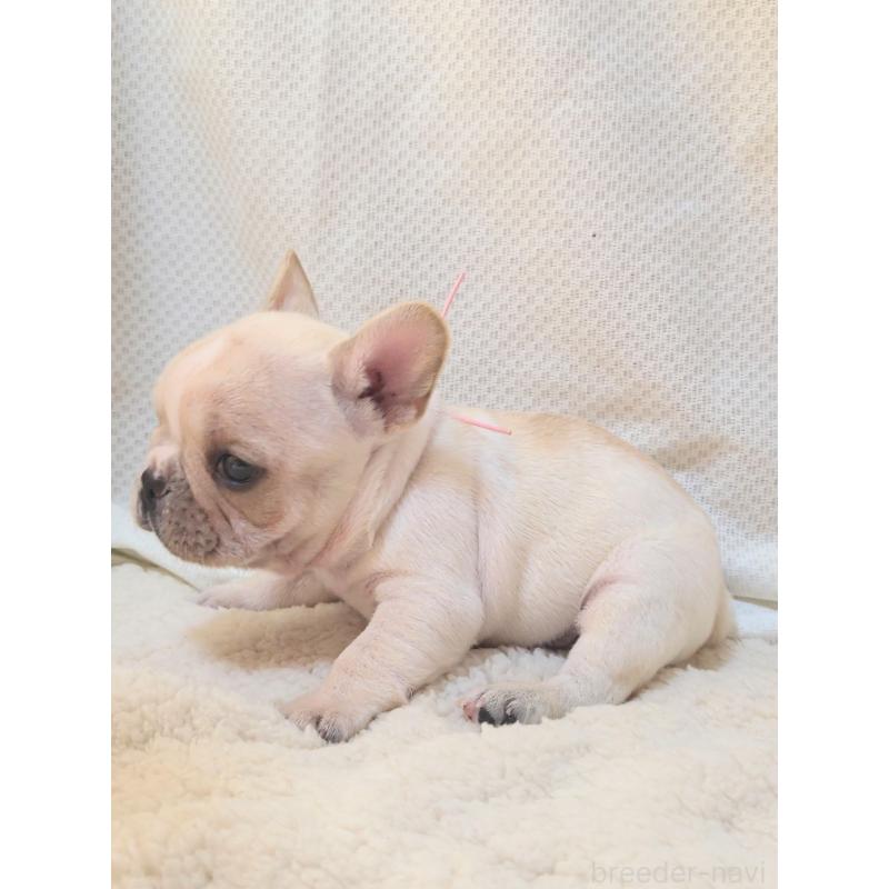 販売中の群馬県のフレンチブルドッグ-432343の5枚目