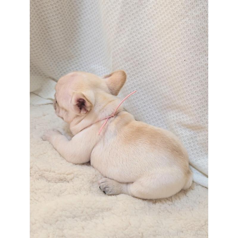 販売中の群馬県のフレンチブルドッグ-432343の4枚目