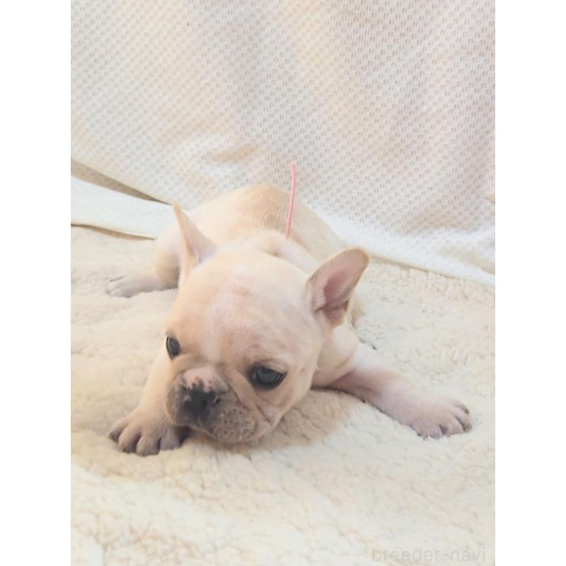 販売中の群馬県のフレンチブルドッグ-432343の3枚目